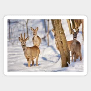 Roe deer in the forest Sticker